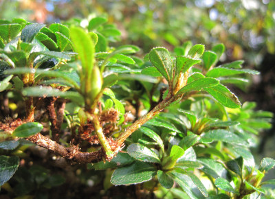 azalea bonsai leaf pruning